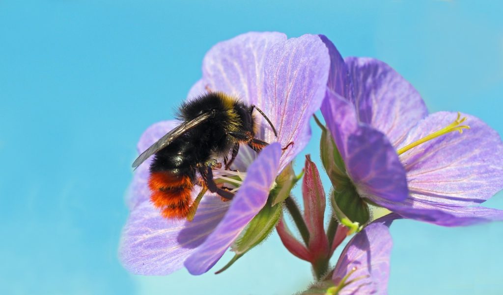 Insekten suchen ein Zuhause