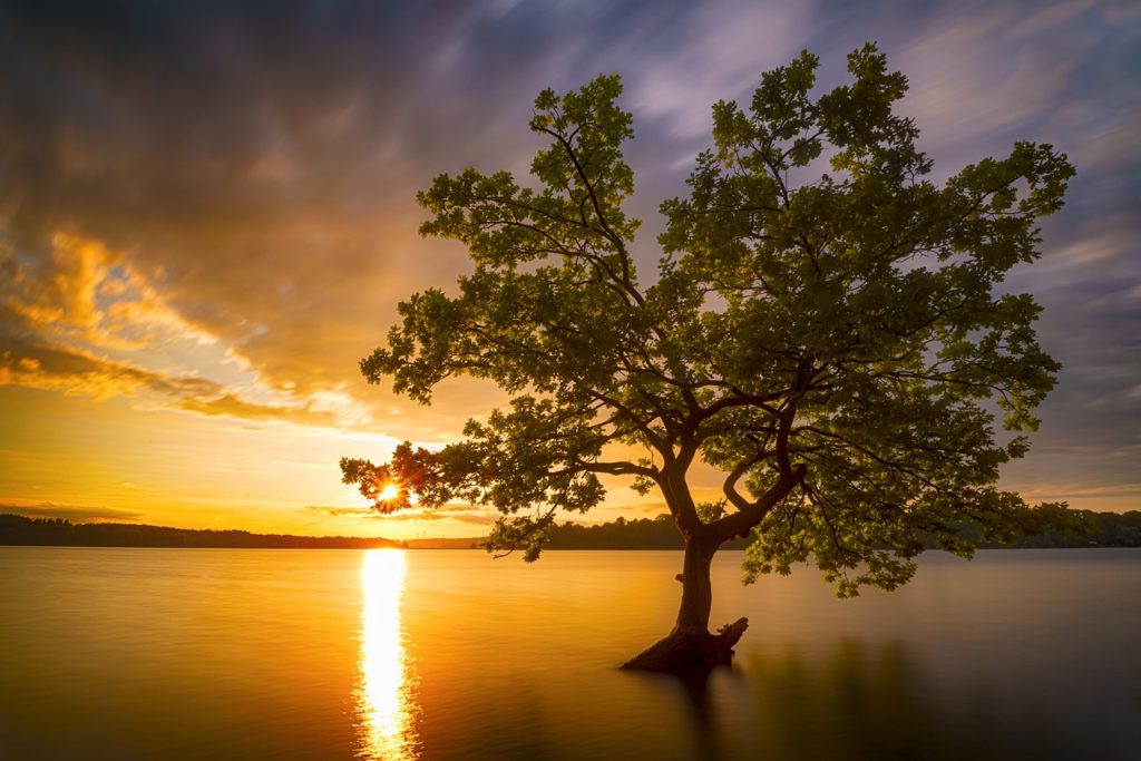 #Baum #See #Sonnenuntergang